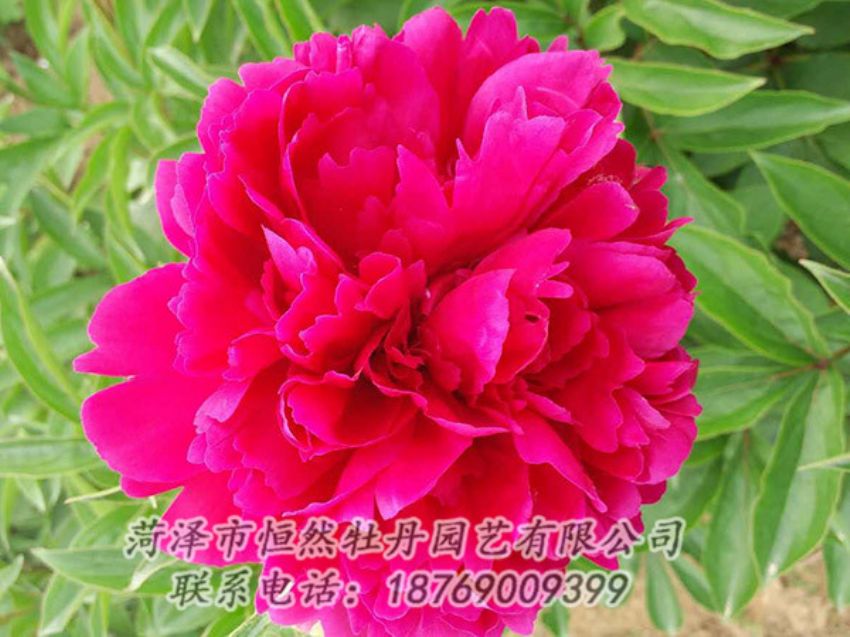 點(diǎn)擊查看詳細(xì)信息<br>標(biāo)題：紅色芍藥 閱讀次數(shù)：967