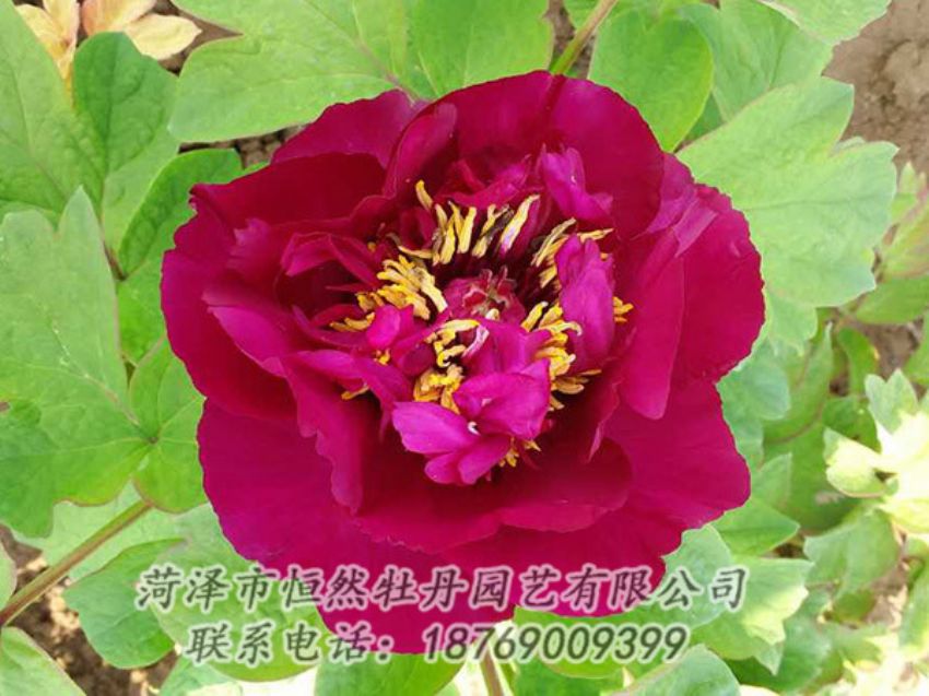 點(diǎn)擊查看詳細(xì)信息<br>標(biāo)題：紅色牡丹 閱讀次數(shù)：1814