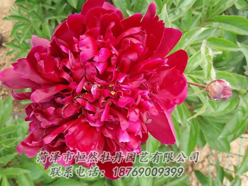 點(diǎn)擊查看詳細(xì)信息<br>標(biāo)題：紅色芍藥 閱讀次數(shù)：1010