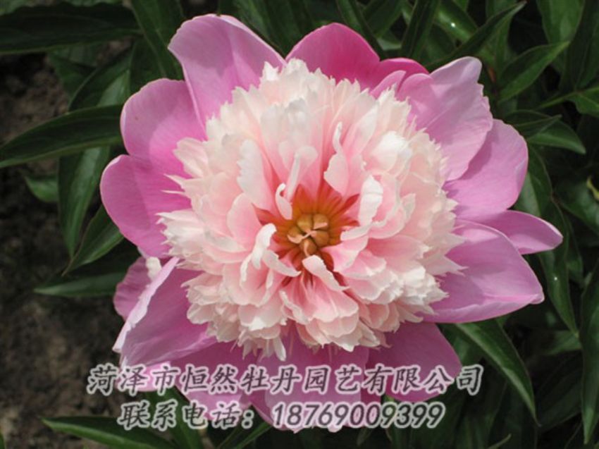 點(diǎn)擊查看詳細(xì)信息<br>標(biāo)題：蓮花臺(tái) 閱讀次數(shù)：1981