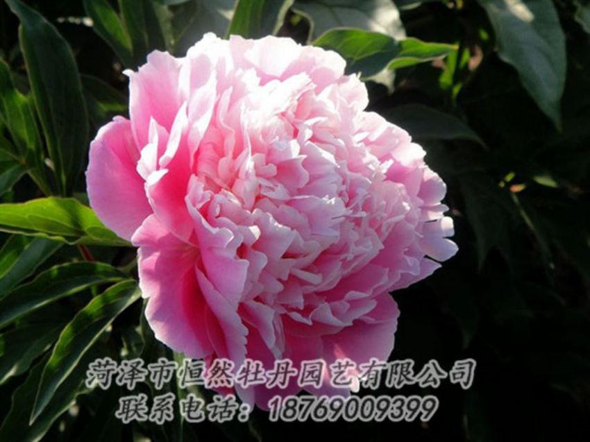 點(diǎn)擊查看詳細(xì)信息<br>標(biāo)題：粉色芍藥 閱讀次數(shù)：2001