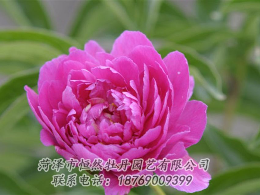 點(diǎn)擊查看詳細(xì)信息<br>標(biāo)題：紅茶花 閱讀次數(shù)：976