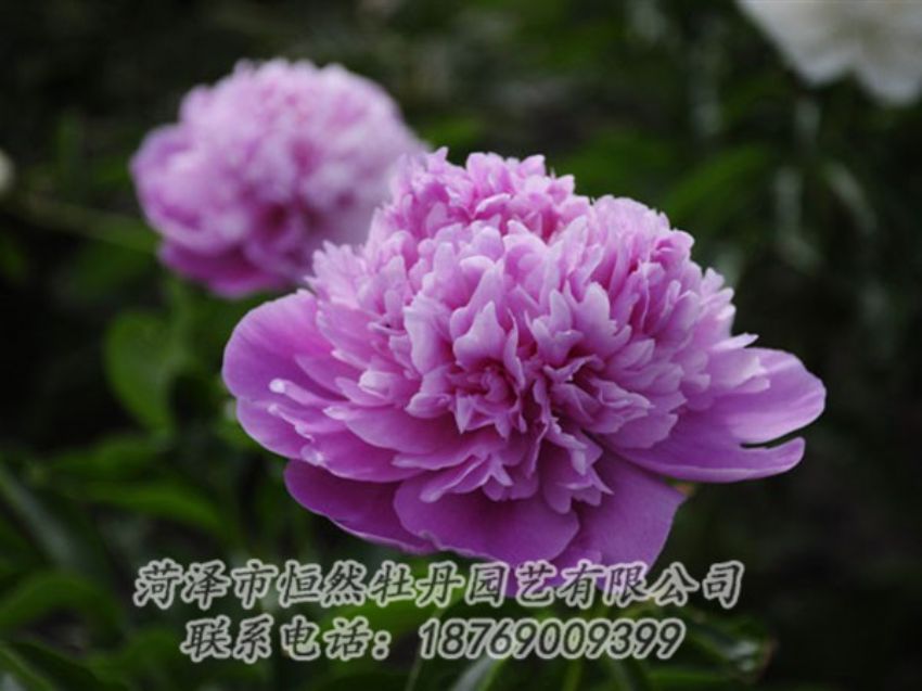 點(diǎn)擊查看詳細(xì)信息<br>標(biāo)題：紫色芍藥 閱讀次數(shù)：2012