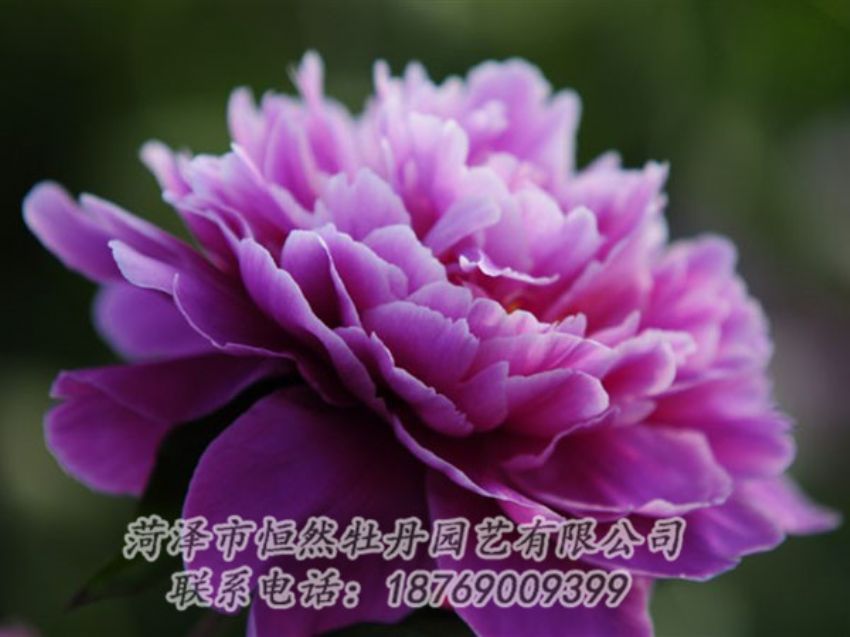 點(diǎn)擊查看詳細(xì)信息<br>標(biāo)題：紫色芍藥 閱讀次數(shù)：1999