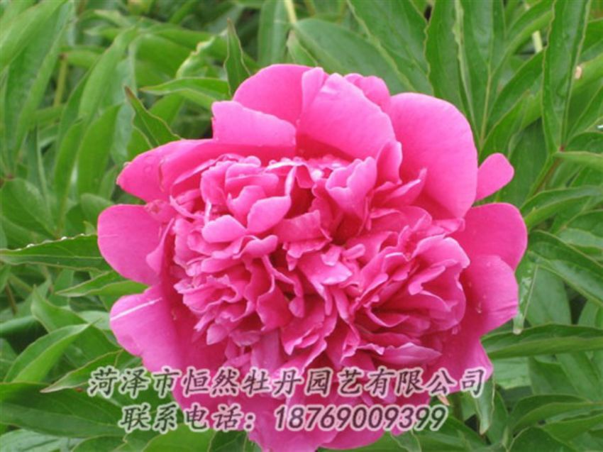 點(diǎn)擊查看詳細(xì)信息<br>標(biāo)題：永生紅 閱讀次數(shù)：992