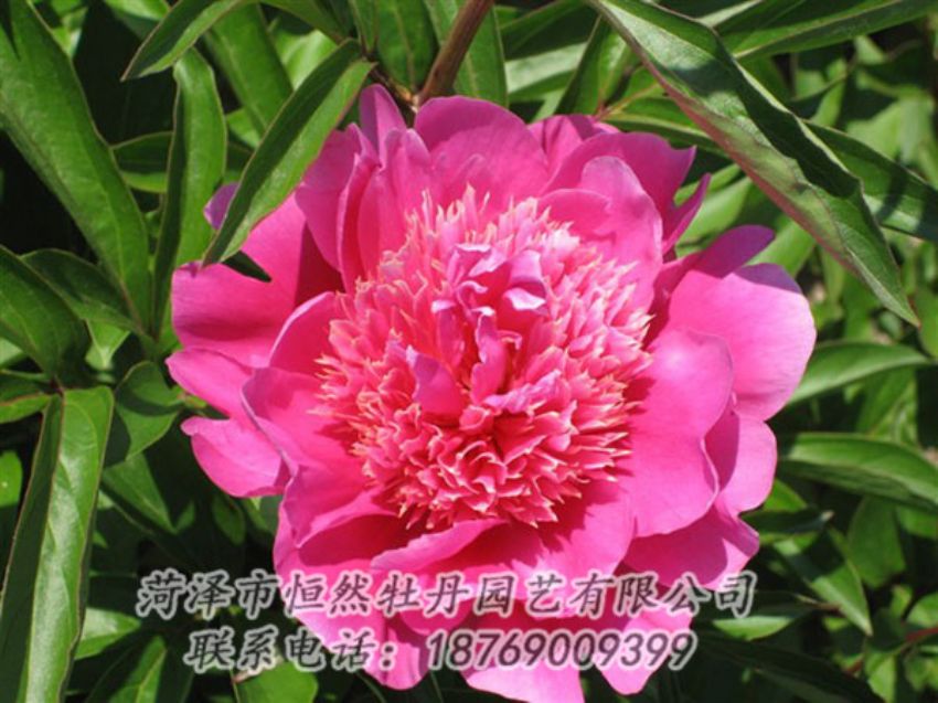 點(diǎn)擊查看詳細(xì)信息<br>標(biāo)題：紅繡球 閱讀次數(shù)：971