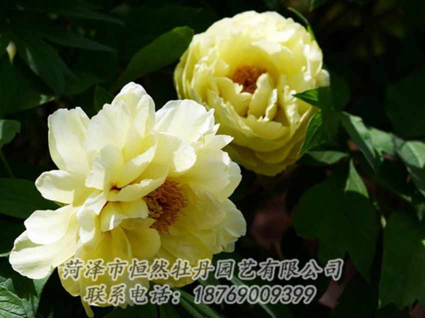 點(diǎn)擊查看詳細(xì)信息<br>標(biāo)題：黃色芍藥 閱讀次數(shù)：1153