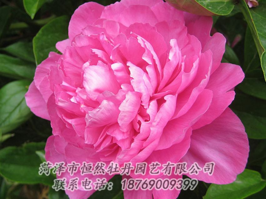 點(diǎn)擊查看詳細(xì)信息<br>標(biāo)題：紅色芍藥 閱讀次數(shù)：1017