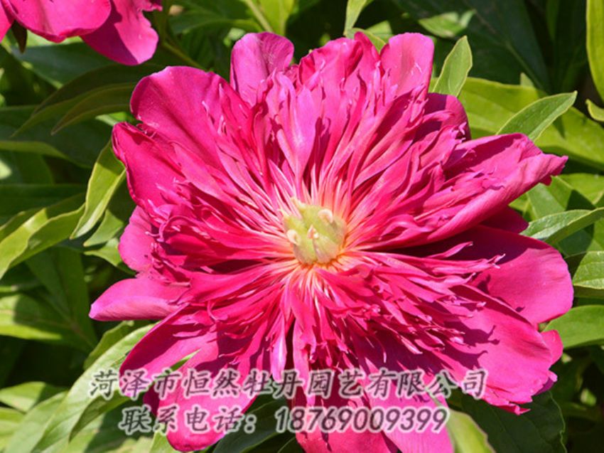 點(diǎn)擊查看詳細(xì)信息<br>標(biāo)題：紅色芍藥 閱讀次數(shù)：1063