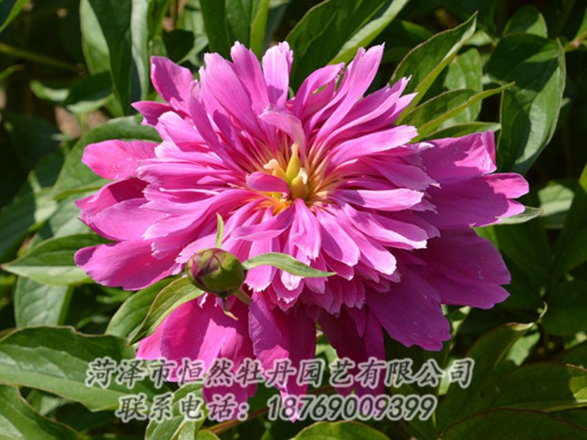 點(diǎn)擊查看詳細(xì)信息<br>標(biāo)題：紅色芍藥 閱讀次數(shù)：1093