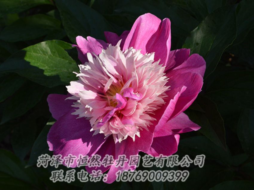 點(diǎn)擊查看詳細(xì)信息<br>標(biāo)題：紅色芍藥 閱讀次數(shù)：1172