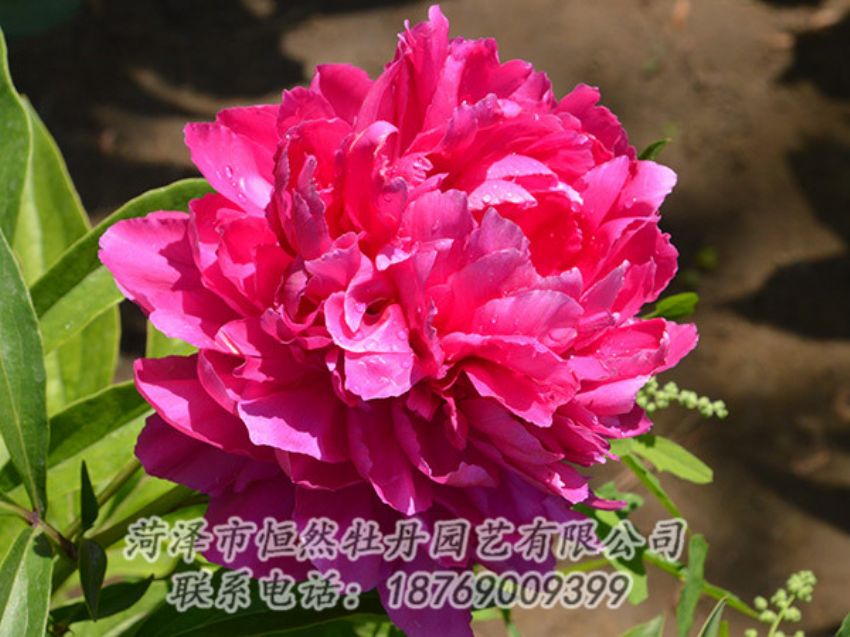 點(diǎn)擊查看詳細(xì)信息<br>標(biāo)題：紅色芍藥 閱讀次數(shù)：1074