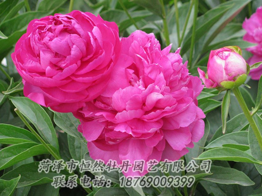 點(diǎn)擊查看詳細(xì)信息<br>標(biāo)題：紅色芍藥 閱讀次數(shù)：1111