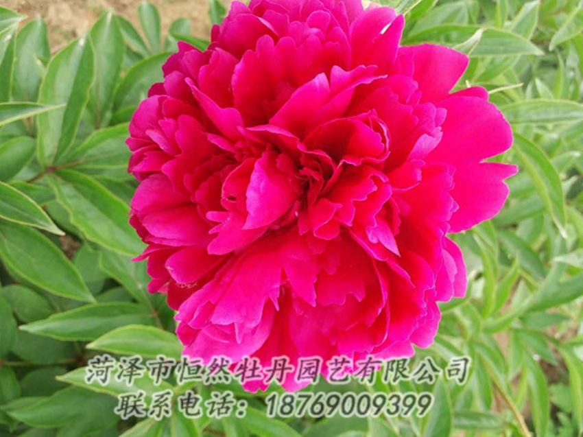 點(diǎn)擊查看詳細(xì)信息<br>標(biāo)題：紅色芍藥 閱讀次數(shù)：1187