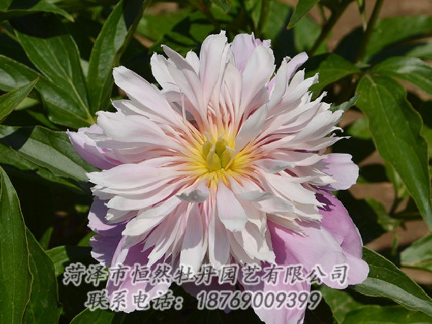 點擊查看詳細信息<br>標題：粉色芍藥 閱讀次數(shù)：1236