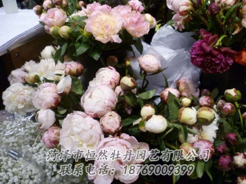 點(diǎn)擊查看詳細(xì)信息<br>標(biāo)題：芍藥切花 閱讀次數(shù)：2074