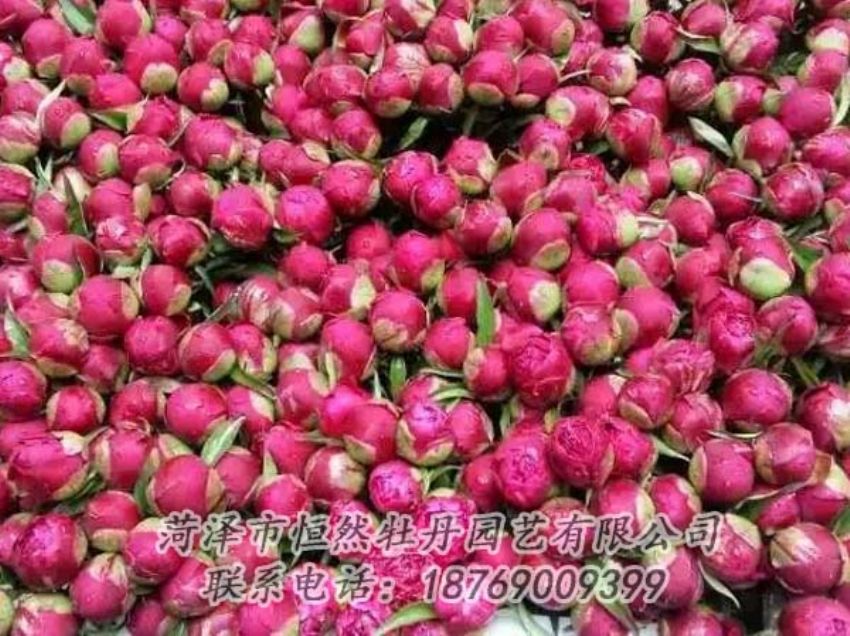 點(diǎn)擊查看詳細(xì)信息<br>標(biāo)題：芍藥切花 閱讀次數(shù)：2124