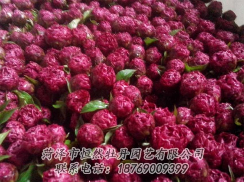 點(diǎn)擊查看詳細(xì)信息<br>標(biāo)題：芍藥切花 閱讀次數(shù)：1959