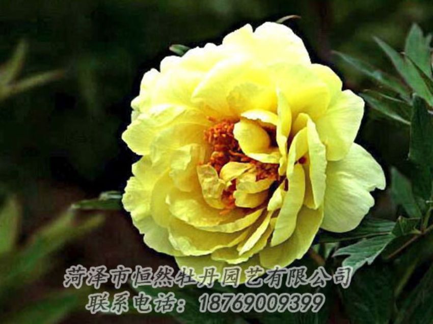 點(diǎn)擊查看詳細(xì)信息<br>標(biāo)題：黃色牡丹 閱讀次數(shù)：1825