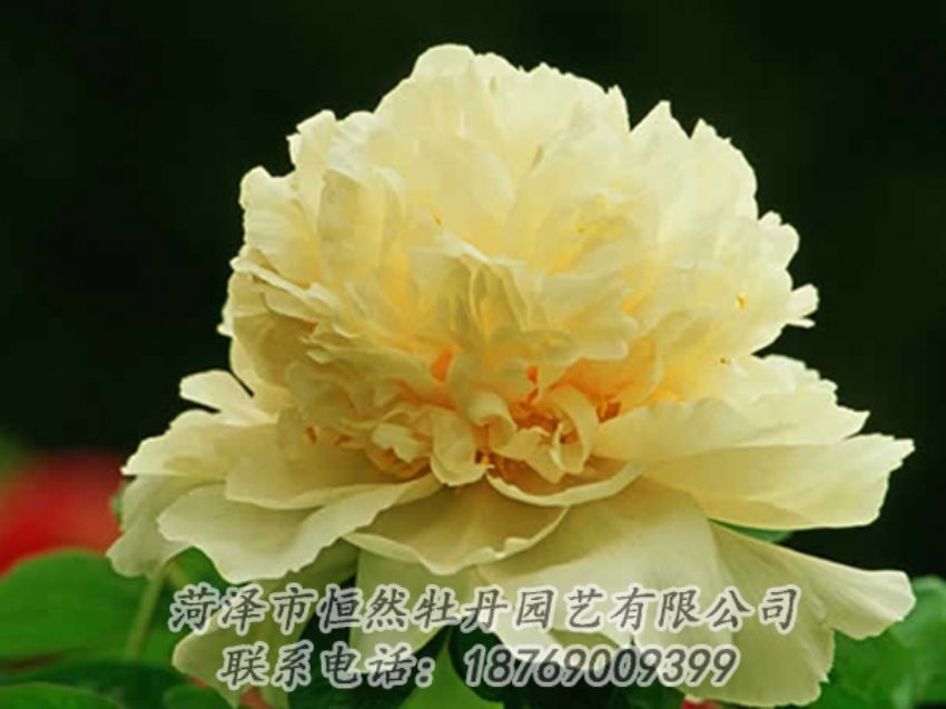 點(diǎn)擊查看詳細(xì)信息<br>標(biāo)題：黃色牡丹 閱讀次數(shù)：1884