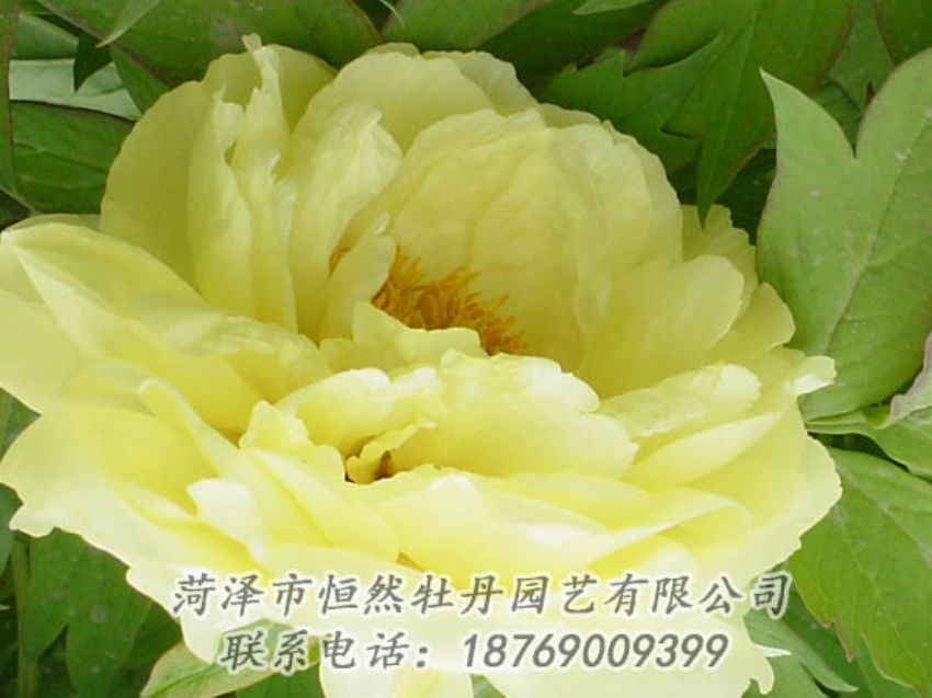 點(diǎn)擊查看詳細(xì)信息<br>標(biāo)題：黃色牡丹 閱讀次數(shù)：1916