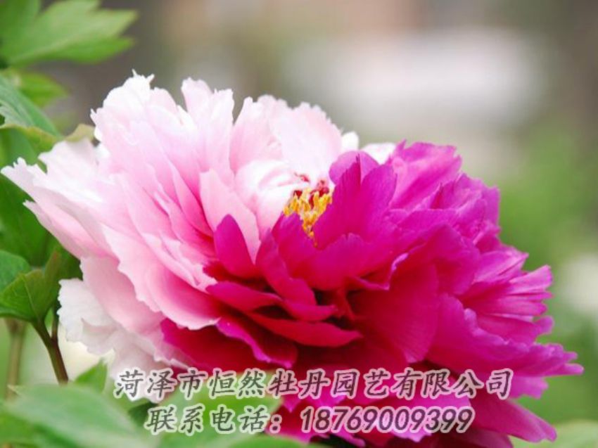 點(diǎn)擊查看詳細(xì)信息<br>標(biāo)題：花二喬 閱讀次數(shù)：1956