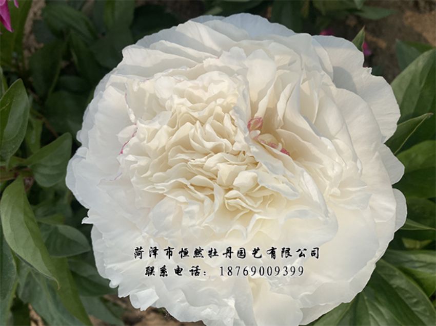 點(diǎn)擊查看詳細(xì)信息<br>標(biāo)題：進(jìn)口芍藥 閱讀次數(shù)：367