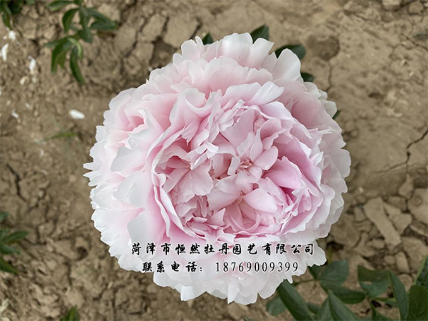 點(diǎn)擊查看詳細(xì)信息<br>標(biāo)題：進(jìn)口芍藥 閱讀次數(shù)：347