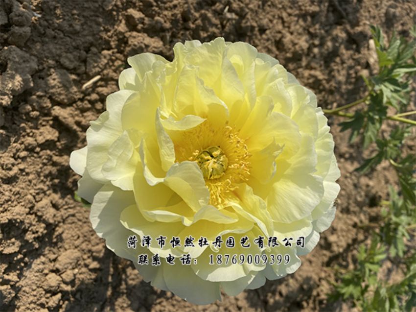 點(diǎn)擊查看詳細(xì)信息<br>標(biāo)題：進(jìn)口芍藥 閱讀次數(shù)：337